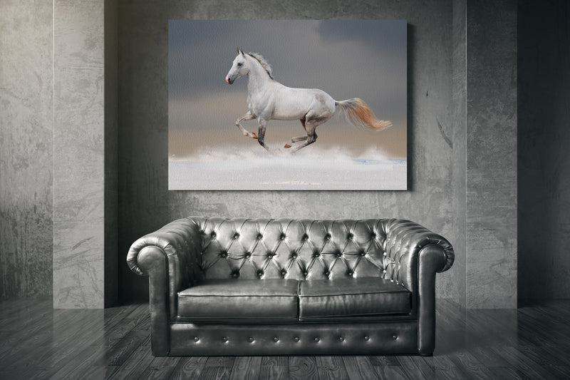 White horse in winter field