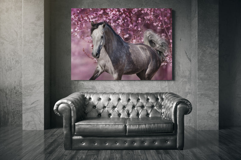 White arabian horse against pink blossom tree