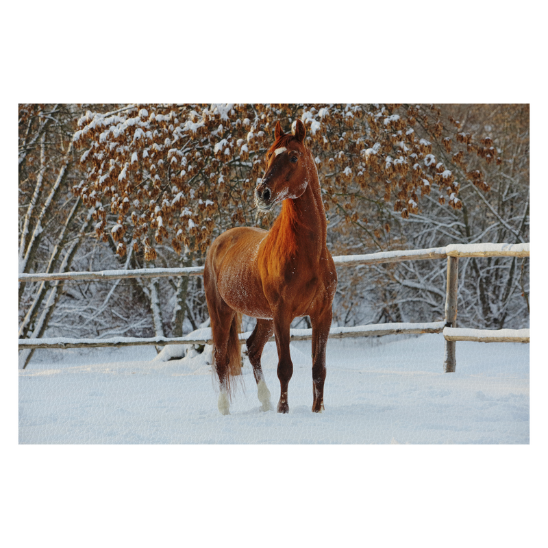 Beautiful sports horse walks in winter ranch