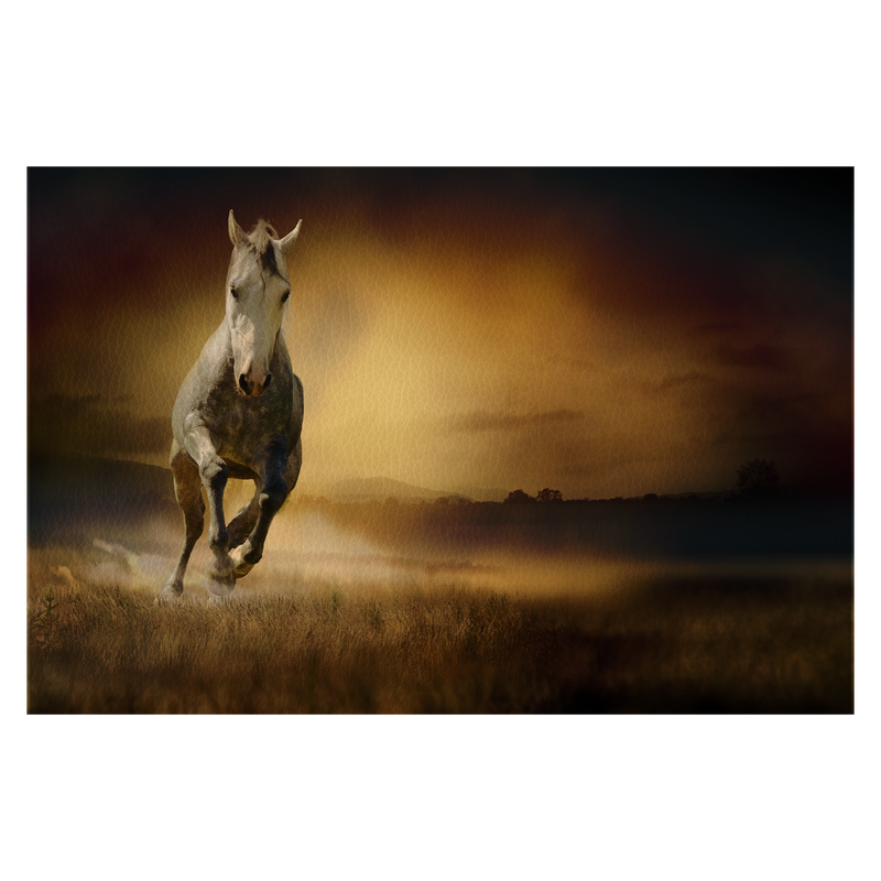 White horse in sunset