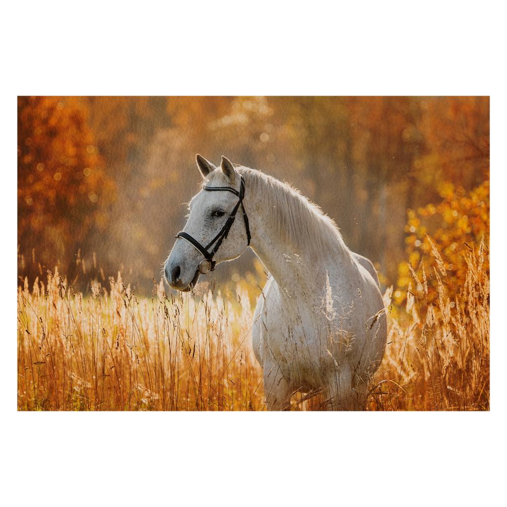 Portrait of beautiful white horse in autumn