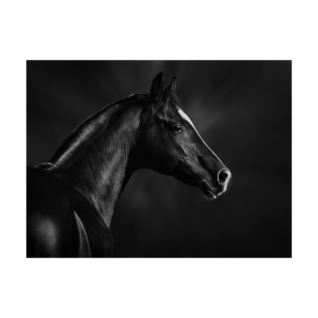 Black and white portrait of arabian stallion