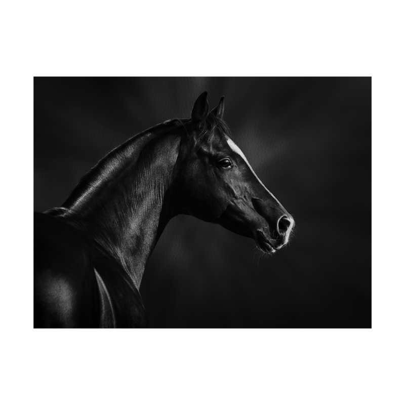 Black and white portrait of arabian stallion