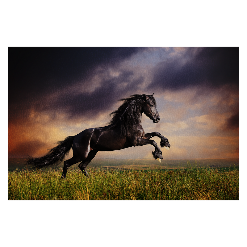 Black Friesian horse gallop