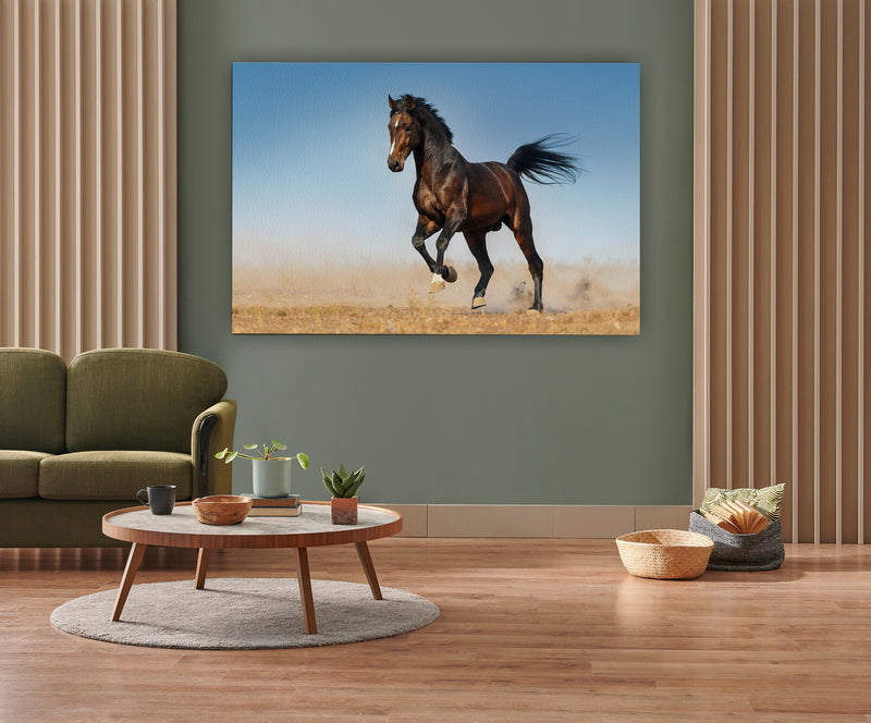 Bay horse run gallop in dust against blue sky