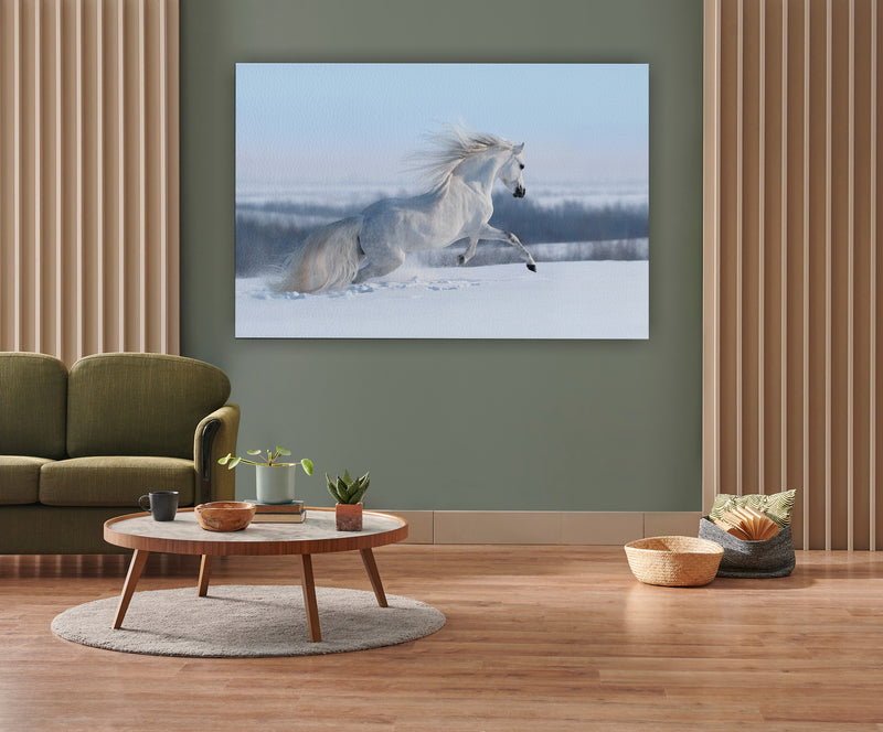 White horse with long mane galloping across winter meadow.