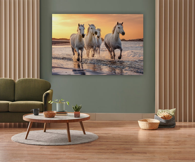 White horses in Camargue, France.