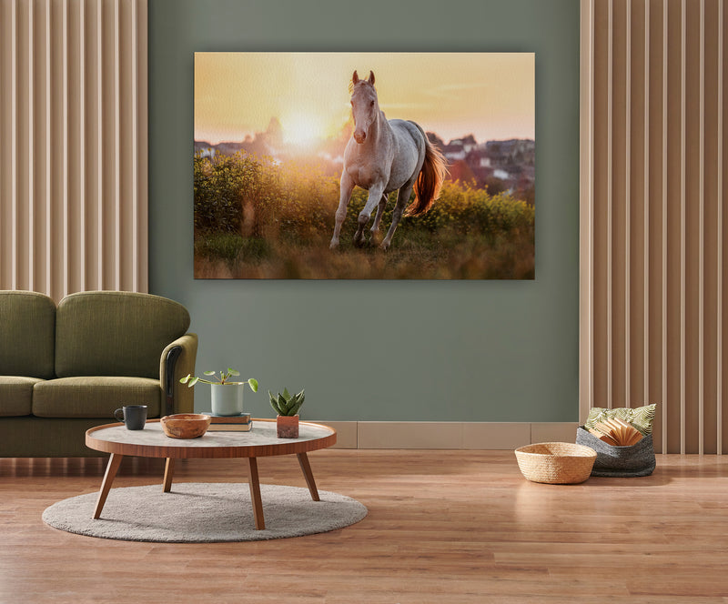 Portrait of a white arabian horse posing on a field in front of a rural landscape during sundown