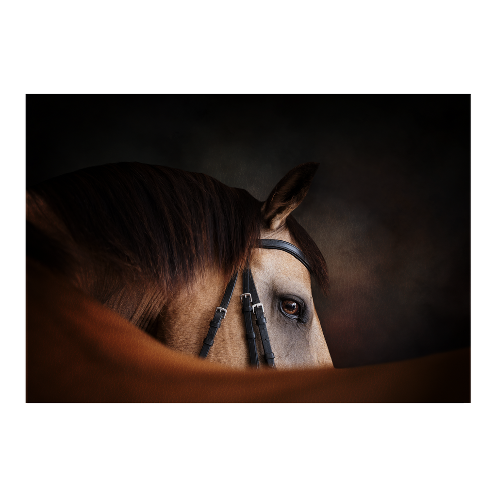 Portrait of a Buckskin horse looking over its back