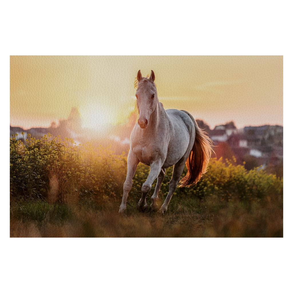 Portrait of a white arabian horse posing on a field in front of a rural landscape during sundown