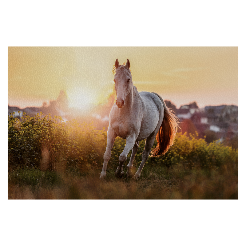 Portrait of a white arabian horse posing on a field in front of a rural landscape during sundown