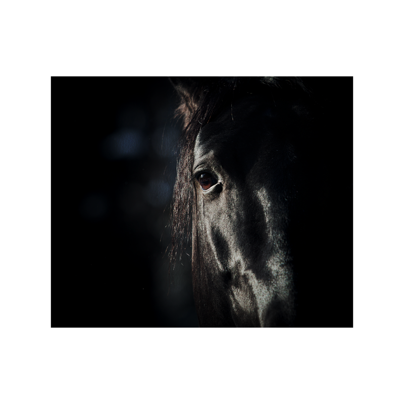 Horse eye in dark