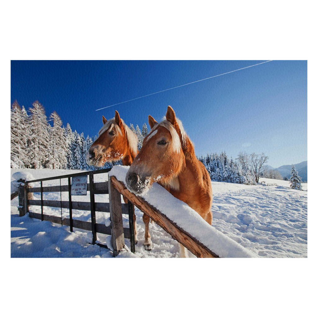 2 neugierige Haflinger