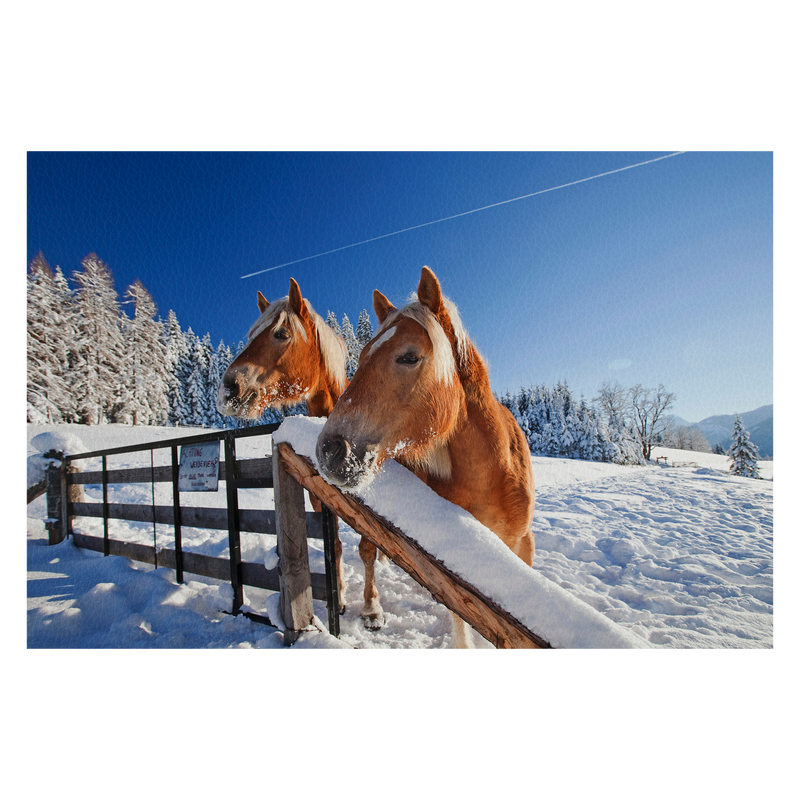 2 neugierige Haflinger