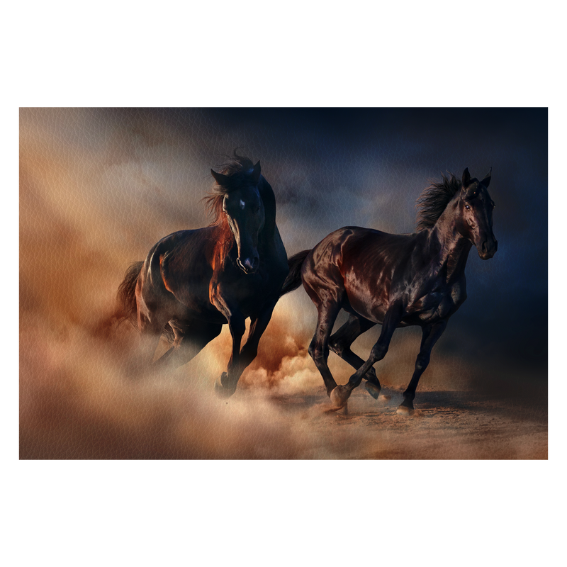 Two black stallion run at sunset in desert dust